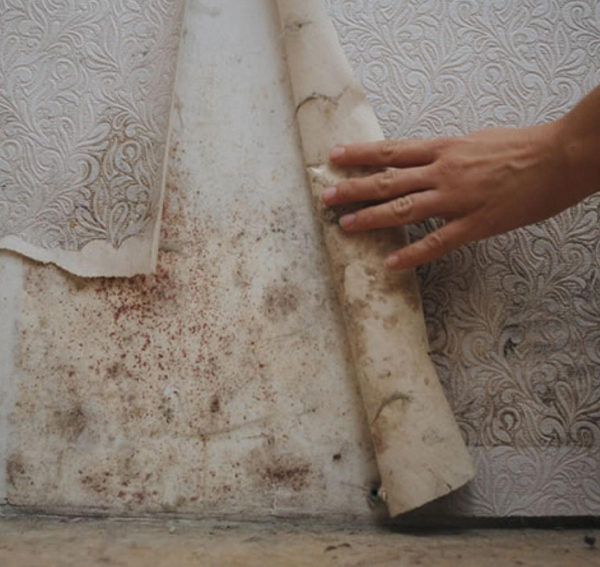 Damp Proofing | Damp Proofing Devon | Damp Surveys | Damp Surveys Devon |  Dampproofing Devon | 
