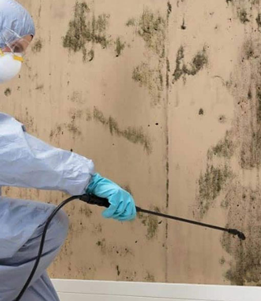 Damp Survey Plymouth | Mould Treatment | Black Mould Treatment | Condensation Problems 