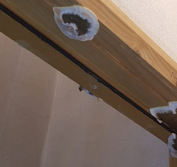 Timber Survey | Timber Survey Devon | Timber Treatment | Timber Treatment Devon 
