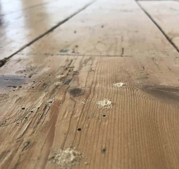 Woodworm Survey | Woodworm Treatment | Woodworm Survey Devon | Woodworm Treatment Devon